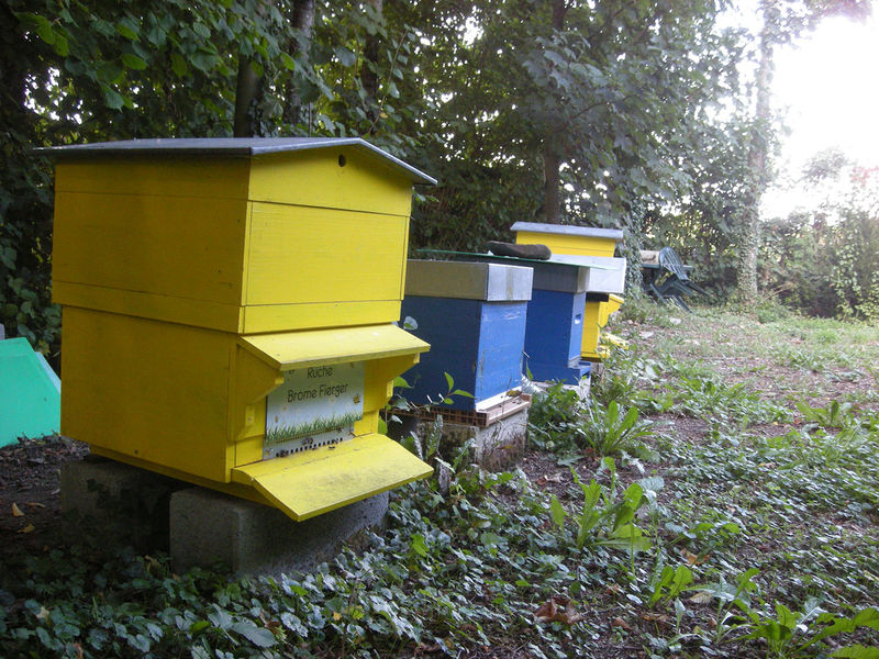 La ruche Brome Fierger